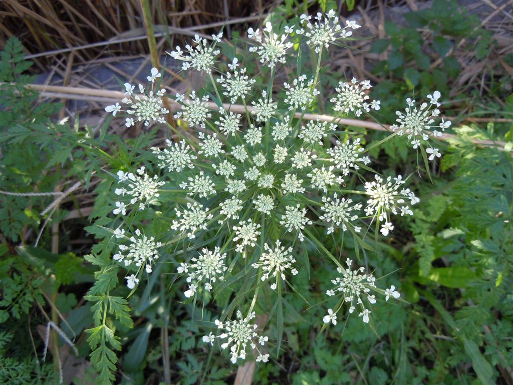 Daucus carota s.l. / Carota selvatica